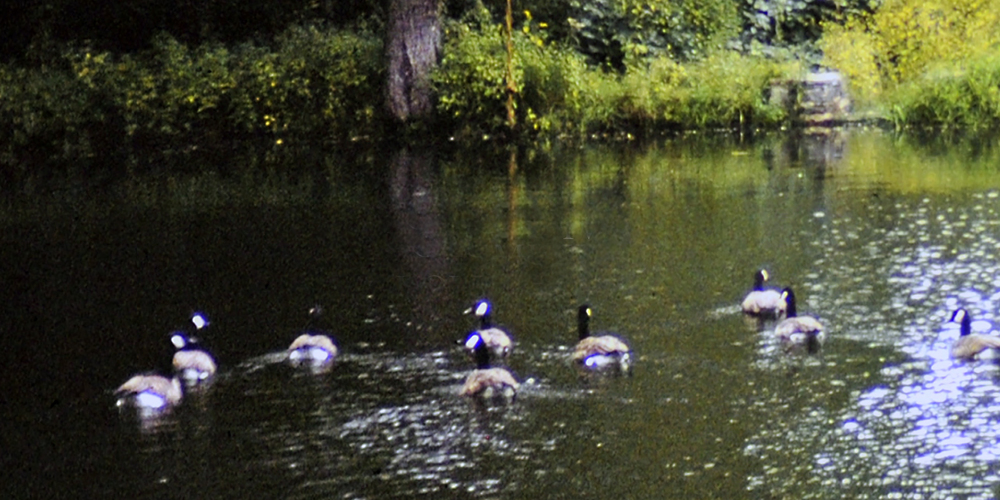 A group of ducks swims in a pond.