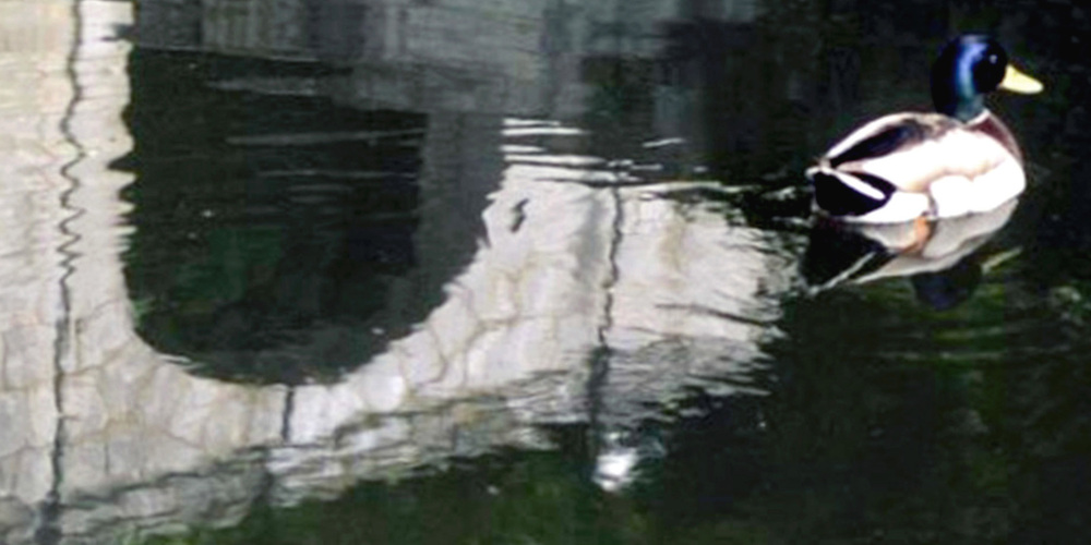 A duck swims in a stream reflecting an ancient stone bridge.