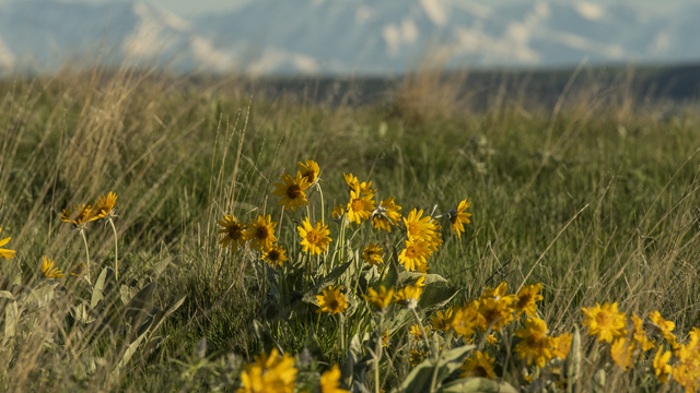 Pre-film live ZOOM discussion | Land & Sky - The Inspiration of Tippet Rise | May 20, 2021 | 5:30 PM MDT